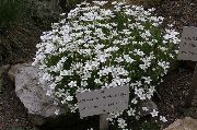 bijela Thymeleaf Sandwort, Irish Moss, Sandwort Vrt Cvijeće foto