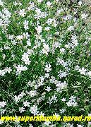 balts Tunicflower Dārza Ziedi foto
