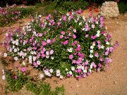 pembe Petunya Bahçe çiçekleri fotoğraf