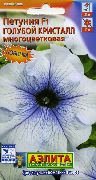 jasnoniebieski Petunia Kwiaty ogrodowe zdjęcie