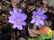 lila Liverleaf, Liverwort, Roundlobe Hepatica Tuin Bloemen foto