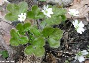 hvítur Liverleaf, Liverwort, Roundlobe Hepatica Garður blóm mynd