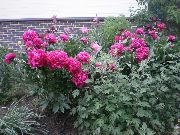 mynd rauður Blóm Peony