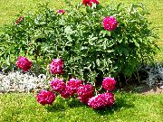 kırmızı Şakayık Bahçe çiçekleri fotoğraf