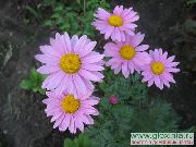 foto lila Bloem Geschilderd Madeliefje, Gouden Veer, Gouden Moederkruid