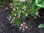pembe Bataklık Biberiye, Ortak Bataklık Biberiye, Bataklık Andromeda Bahçe çiçekleri fotoğraf