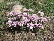 foto rosa Blomma Rosling, Gemensam Rosling, Kärr Andromeda