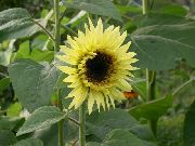 foto dzeltens Zieds Saulespuķe