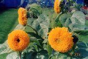 foto oranžs Zieds Saulespuķe