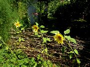 foto dzeltens Zieds Saulespuķe