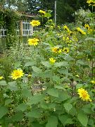 foto Thin-Leaved Zonnebloem 