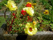 foto Saule Augu, Portulaca, Rožu Sūnu Zieds