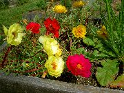 kırmızı Güneş Santrali, Portulaca, Yosun Gül Bahçe çiçekleri fotoğraf