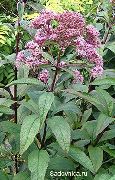 foto Púrpura Malezas Joe Pye, Dulce Joe Pye Weed Flor