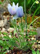 jasnoniebieski Krzyż (Sen-Trawa, Pulsatilla)) Kwiaty ogrodowe zdjęcie