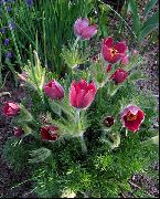 kırmızı Pasque Çiçek  fotoğraf