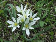 თეთრი ვარსკვლავი-Of-ბეთლემის ბაღის ყვავილები ფოტო