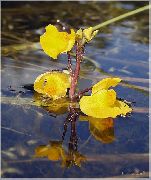φωτογραφία κίτρινος λουλούδι Υδρόβιο Φυτό