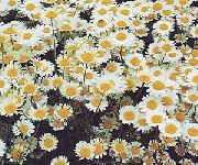 თეთრი გვირილა გაზონი, გვირილას ბაღის ყვავილები ფოტო