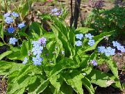 jasnoniebieski Pupochnik (Omfalodes) Kwiaty ogrodowe zdjęcie