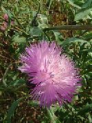 foto Amberboa, Sött Sultanen Blomma