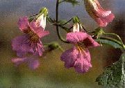pembe Çince Yüksükotu Bahçe çiçekleri fotoğraf