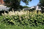 თეთრი Featherleaf Rodgersia, როჯერსი Flower ბაღის ყვავილები ფოტო