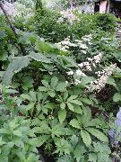 foto blanco  Rodgersia Featherleaf, Flor Rodgers
