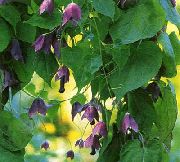 purpurowy Rhodochiton Kwiaty ogrodowe zdjęcie