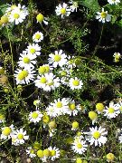 თეთრი German გვირილა, სურნელოვანი Mayweed ბაღის ყვავილები ფოტო