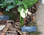 თეთრი Roscoea ბაღის ყვავილები ფოტო