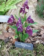 mynd fjólublátt Blóm Roscoea