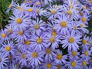 foto lichtblauw Bloem Ialian Aster