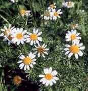 foto Ialian Aster Blomma