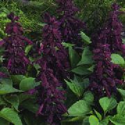 foto roxo Flor Sábio Escarlate, Escarlate Salvia, Sábio Vermelho, Salvia Vermelho