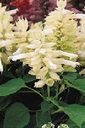 blanc Scarlet Sage, Sauge Écarlate, Sauge Rouge Fleurs Jardin photo