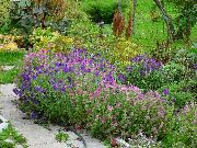 fotografie violet Floare Salvie, Salvie Pictat, Horminum Salvie