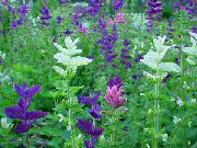 hvítur Clary Sage, Máluð Sage, Horminum Sage Garður blóm mynd