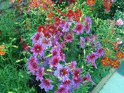 pembe Boyalı Dil Bahçe çiçekleri fotoğraf