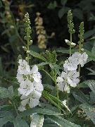 თეთრი Checkerbloom, მინიატურა Hollyhock, Prairie Mallow, ქვა ბალბის ბაღის ყვავილები ფოტო
