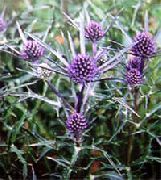 lila Amethist Zee Hulst, Alpine Kruisdistel, Alpine Zee Hulst Tuin Bloemen foto