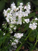 თეთრი იაკობის კიბე ბაღის ყვავილები ფოტო