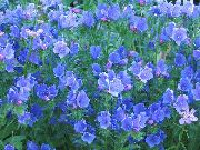 jasnoniebieski Ehium (Siniak) Kwiaty ogrodowe zdjęcie