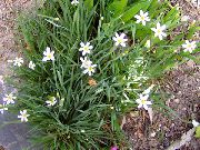 blanc Stout Blue-Eyed Grass, Blue Eye-Grass Fleurs Jardin photo