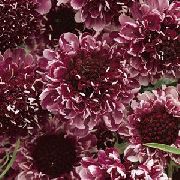 fotografija vino  Scabiosa, V Obliki Blazine Cvet