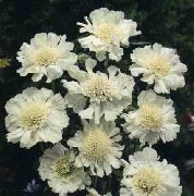 თეთრი Scabiosa, Pincushion Flower ბაღის ყვავილები ფოტო