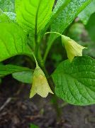 žlutý Evropský Scopolia, Ruština Rulík Zahradní květiny fotografie