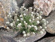 foto Smelovskia Cvijet