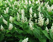 თეთრი კანადაში Mayflower, ცრუ მდელოს შროშანი ბაღის ყვავილები ფოტო
