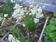 თეთრი ვარდების სამოთხეში ბაღის ყვავილები ფოტო